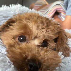 Meet your Posher, Eva